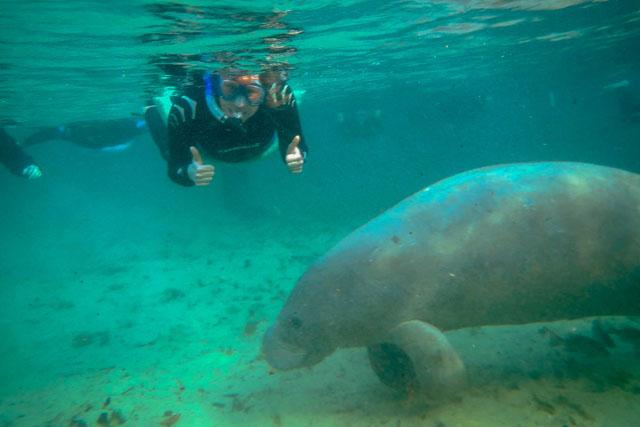 diver viewing a manatee